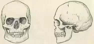 chapter-II-plate3b